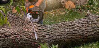 Best Tree and Shrub Care  in South Browning, MT